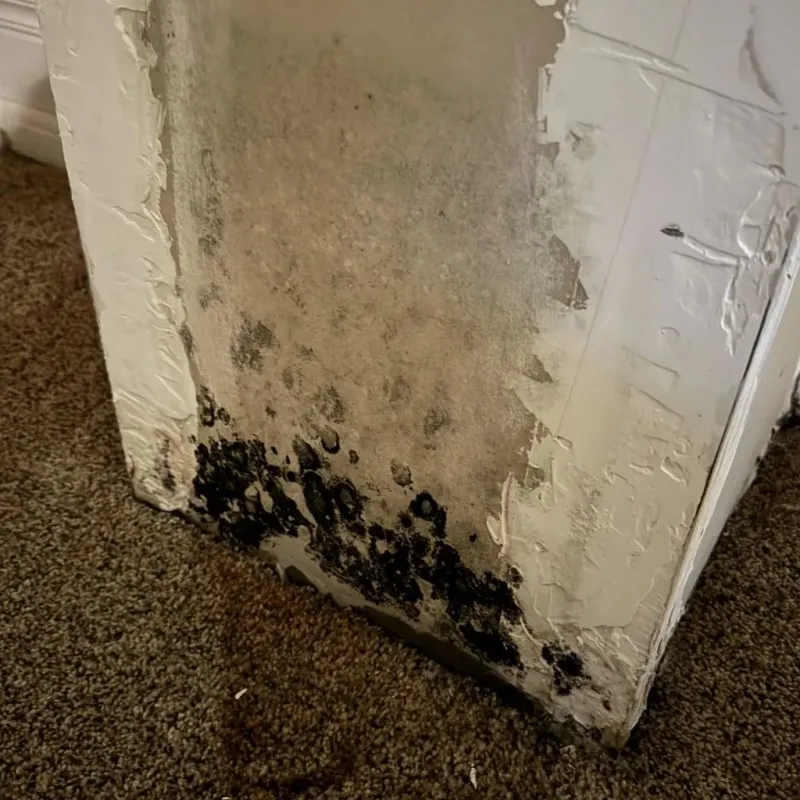 Professional Mold Removal in Kenbridge, VA